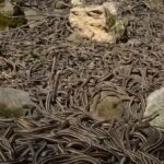 Inside the Forbidden Island Where 4,000 Deadly Snakes Reign and No Human Dares Set Foot