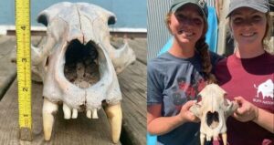 Kayaking Sisters Stumble Upon Mysterious Grizzly Bear Skull Hidden for Centuries in Kansas River