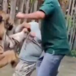 Terrifying Selfie Gone Wrong: Tourist's Close Encounter with a Tiger Turns Deadly in Seconds