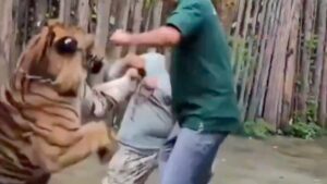 Terrifying Selfie Gone Wrong: Tourist's Close Encounter with a Tiger Turns Deadly in Seconds