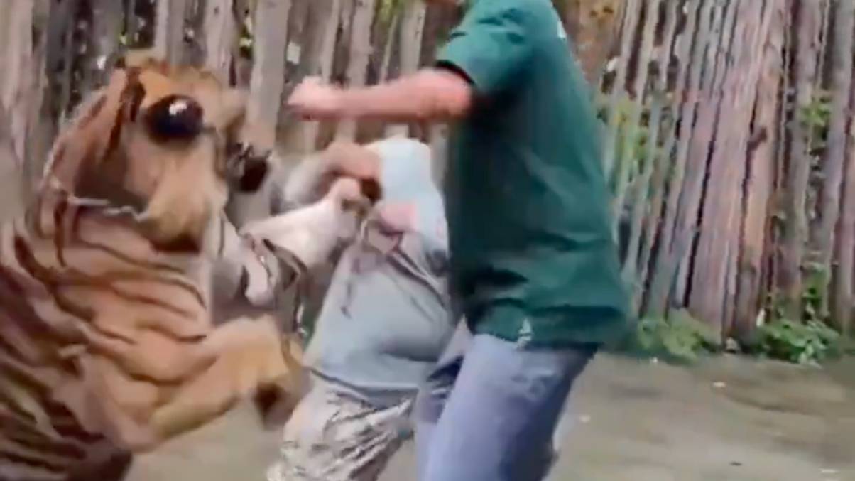 Terrifying Selfie Gone Wrong: Tourist's Close Encounter with a Tiger Turns Deadly in Seconds