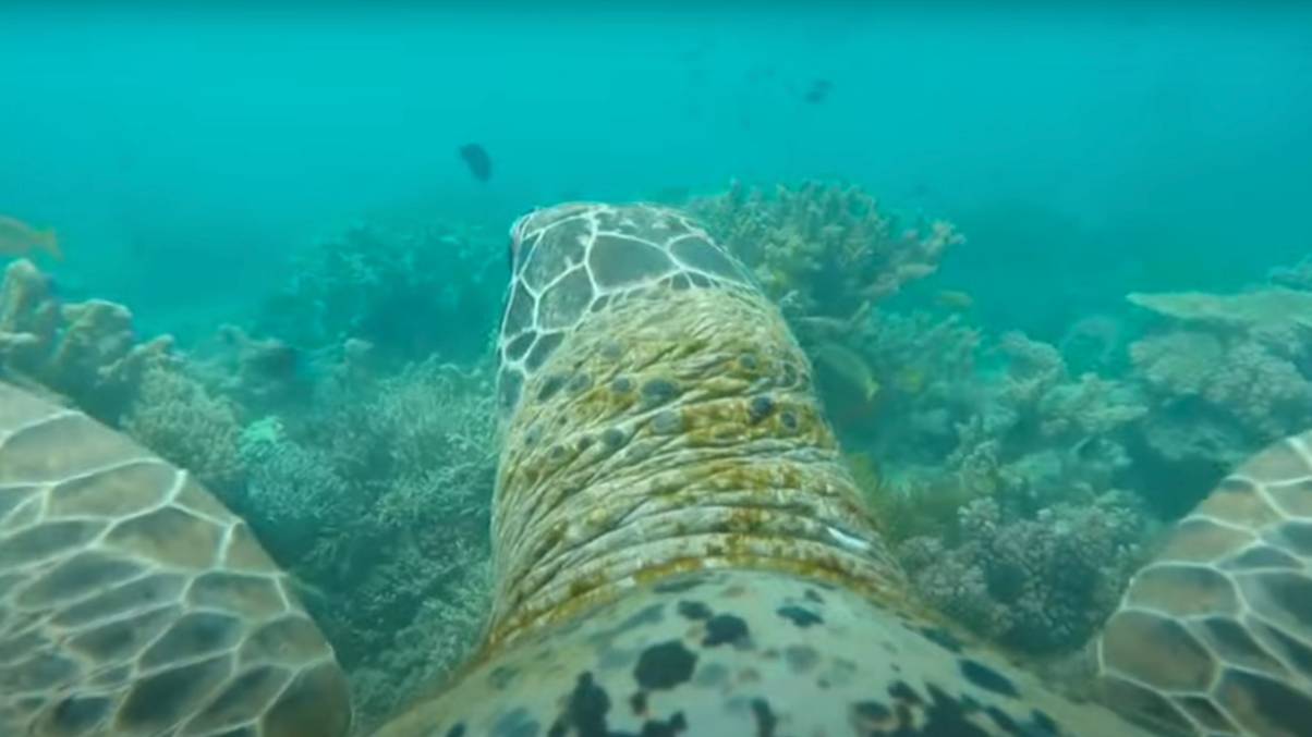 What This Turtle’s GoPro Revealed Left Scientists Speechless—You Won’t Believe What They Discovered!