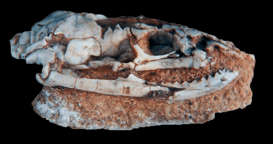 Ancient Serpent with Legs: The 95-Million-Year-Old Skull That Rewrites Snake Evolution Forever