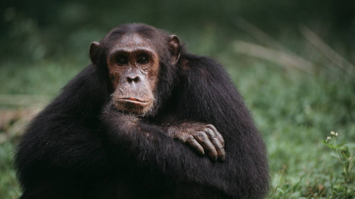 Chimpanzee’s Unexpected Reaction to Robot Challenges Decades of Monkey Behavior Research
