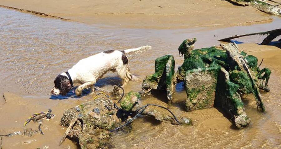 Couple’s Routine Dog Walk Uncovers Secrets of a Lost WW2 Fighter Plane Wreckage