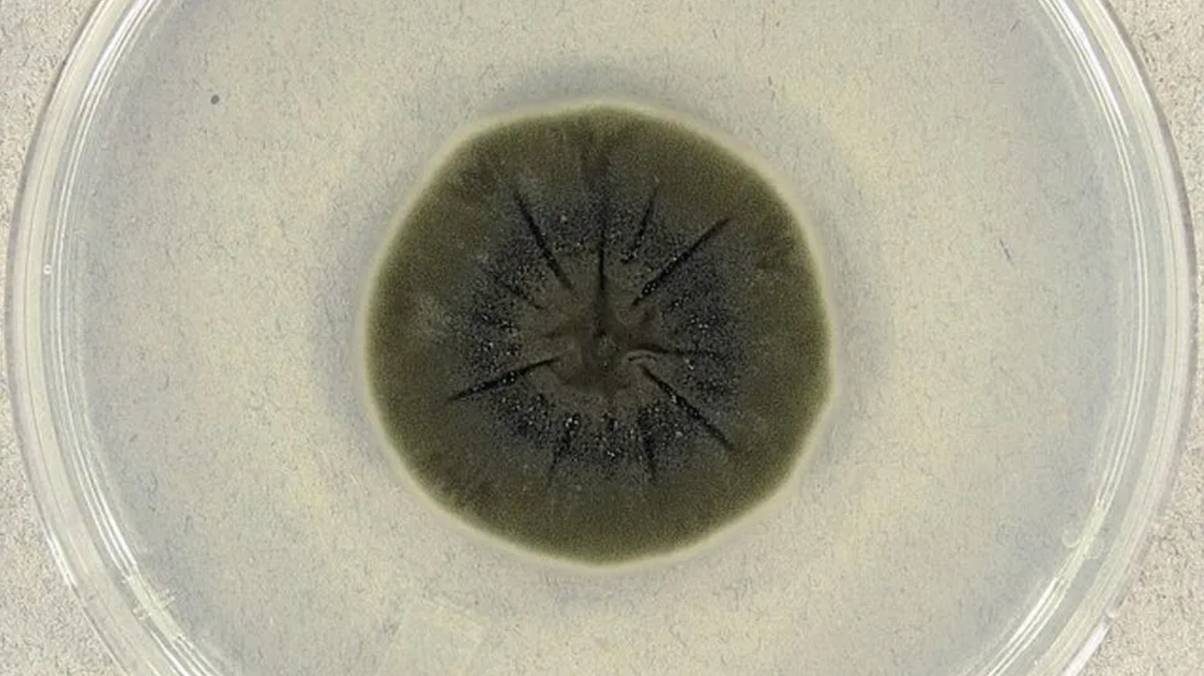 Deadly Radiation Meets Its Match: Mysterious Black Fungus Thrives in Chernobyl's Nuclear Wasteland