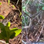 Florida Bobcat Turns Predator: Devours Giant 13-Foot Python in Unprecedented Hunt