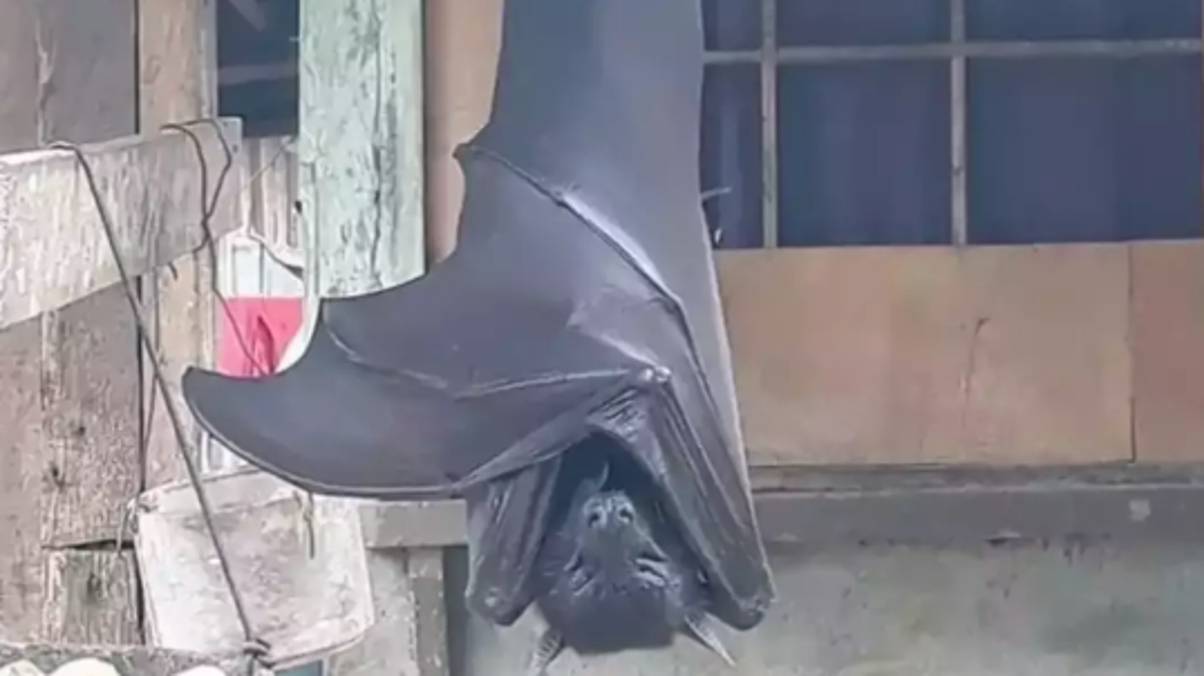 Is this giant ‘human-sized bat’ real or an elaborate hoax? The truth will shock you.