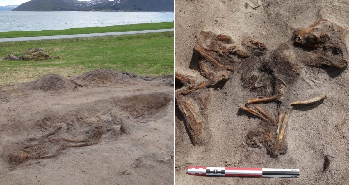 Mysterious Viking Woman and Her Loyal Dog Unearthed in Norway's Ancient Boat Grave After 1,100 Years