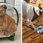 Unlock the Secret to a Luxury Summer Your Pet Will Beg For: 20 Must-Have Genius Products!