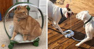 Unlock the Secret to a Luxury Summer Your Pet Will Beg For: 20 Must-Have Genius Products!