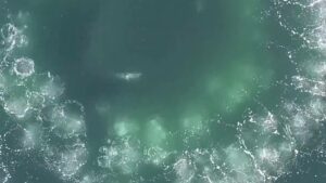 Mystery Unveiled: Shocking Truth Behind Sea's 'Circle of Bubbles' Leaves Locals Stunned