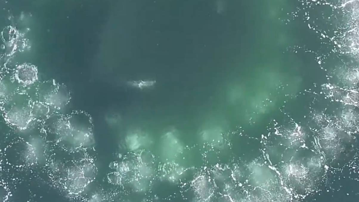 Mystery Unveiled: Shocking Truth Behind Sea's 'Circle of Bubbles' Leaves Locals Stunned