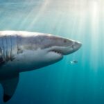 The Surprising Reason Behind the Great White Shark’s Mysterious White Belly Revealed!