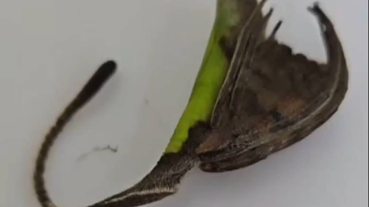 Terrifying Mystery Behind Viral 'Leaf' Video Has Everyone on Edge—What Really Happened?