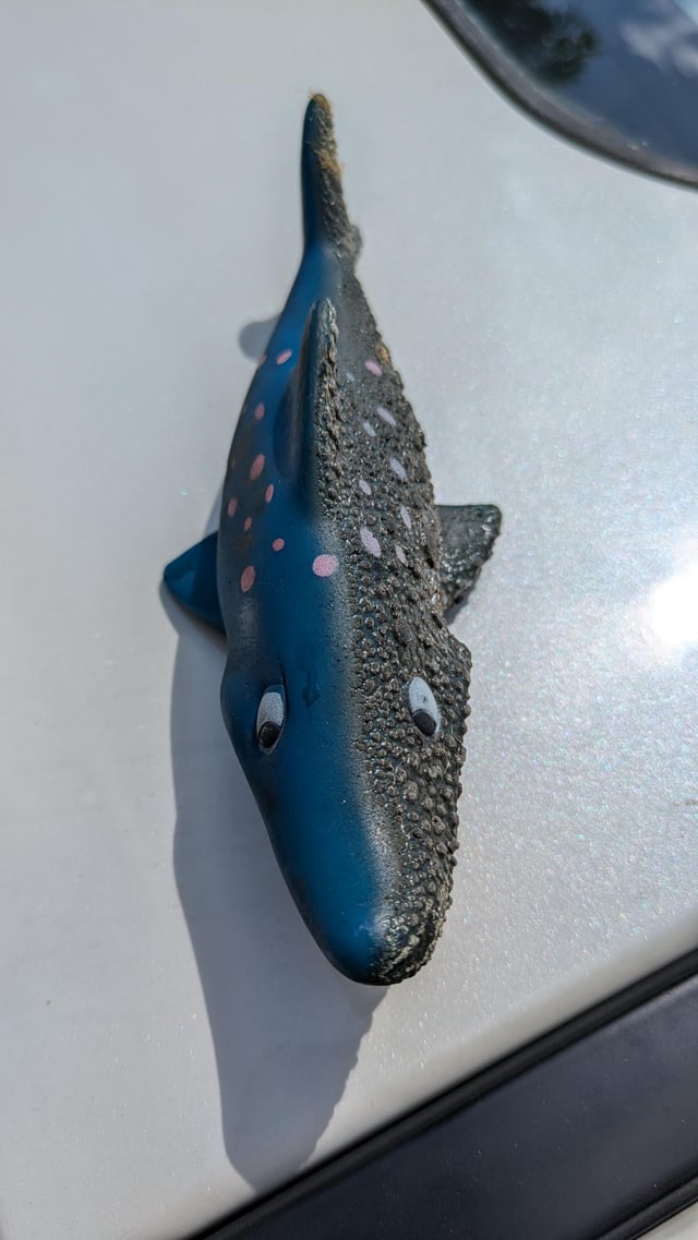 "After Years in Solitude, a Shark Toy's Unexpected Descent Reveals a Childhood Mystery"