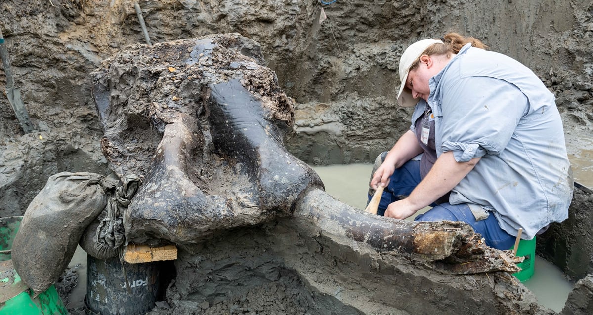 "Ancient Mystery: 13,600-Year-Old Mastodon Skull Discovered in Iowa Creek—What Secrets Will It Reveal?"