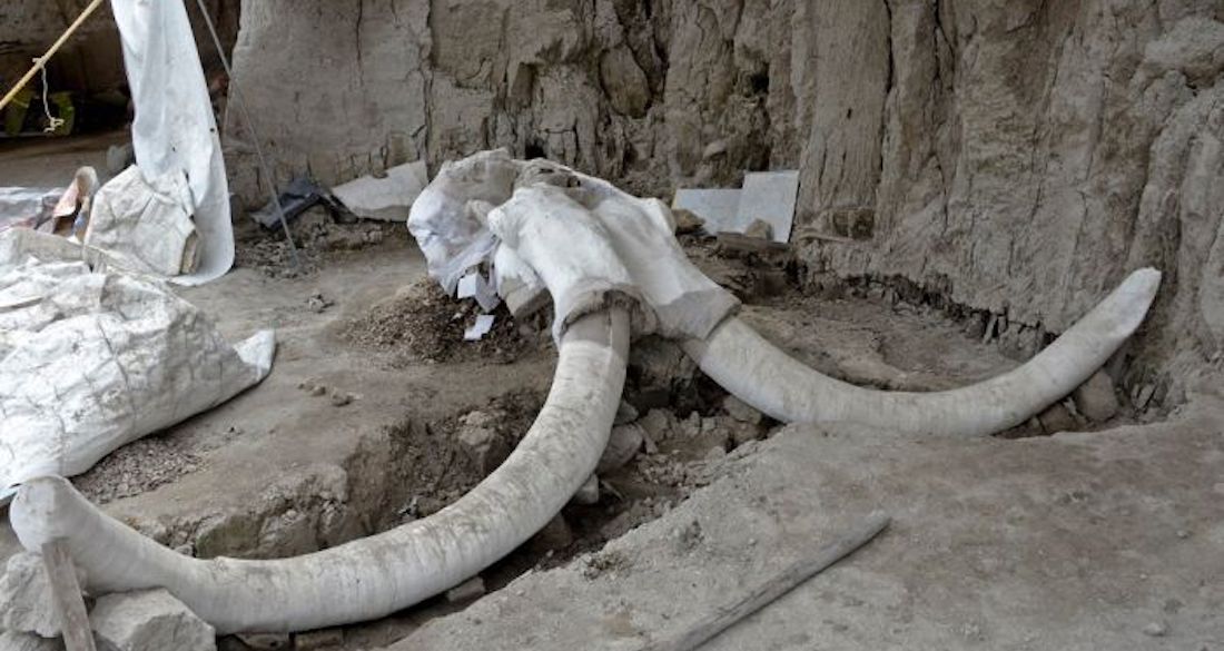 "Ancient Mystery Unveiled: 15,000-Year-Old Human Traps Reveal Secrets of Woolly Mammoth Hunts in Mexico!"