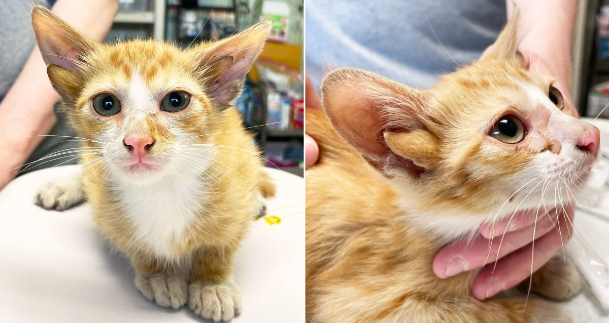 Meet Audio: The Mysterious Four-Eared Kitten Whose Unusual Gift Could Change Everything!