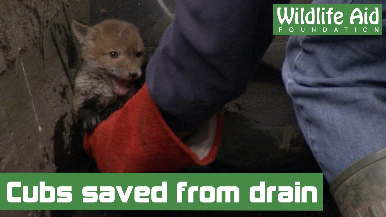 "Rescue Mission: The Heartwarming Discovery of Adorable Critters in a Drain Could Have Turned Fatal!"