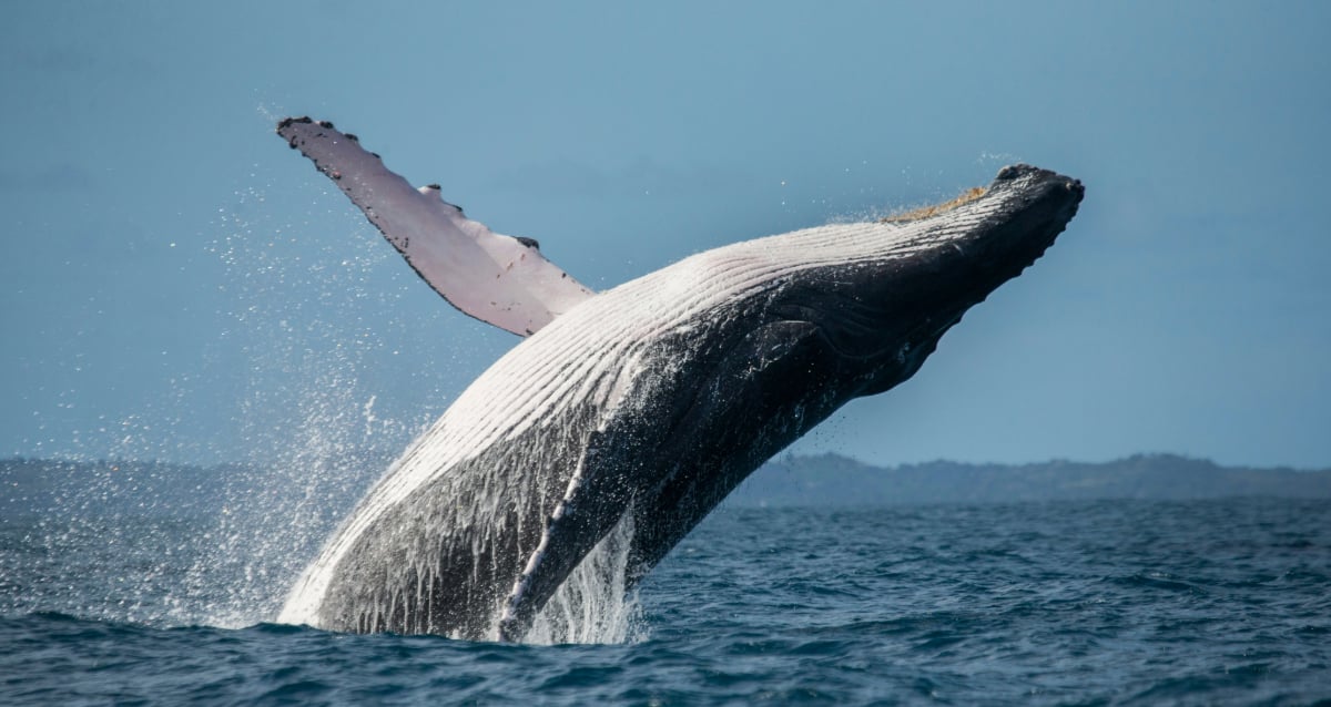 "Revealed: Humpback Whales’ Surprising Secret Weapon for Hunting!"