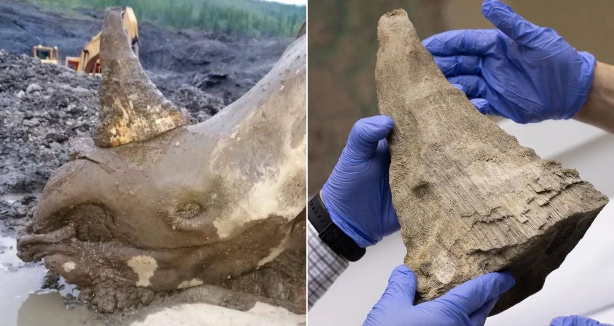 "Unbelievable Discovery: Siberian Miners Unearth a Stunning Woolly Rhino Mummy Preserved in Time!"