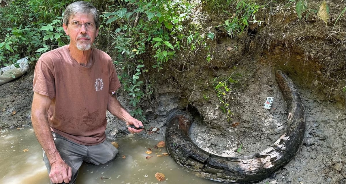 "Uncovering the Past: Amateur Fossil Hunter's Bizarre Discovery of a Massive Mammoth Tusk Sparks Excitement in Mississippi"