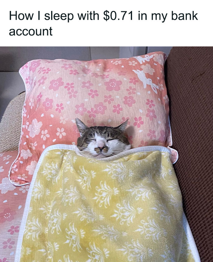 "Unleashing Laughter: Discover the 50 Most Hilarious Cat Memes You Never Knew You Needed!"