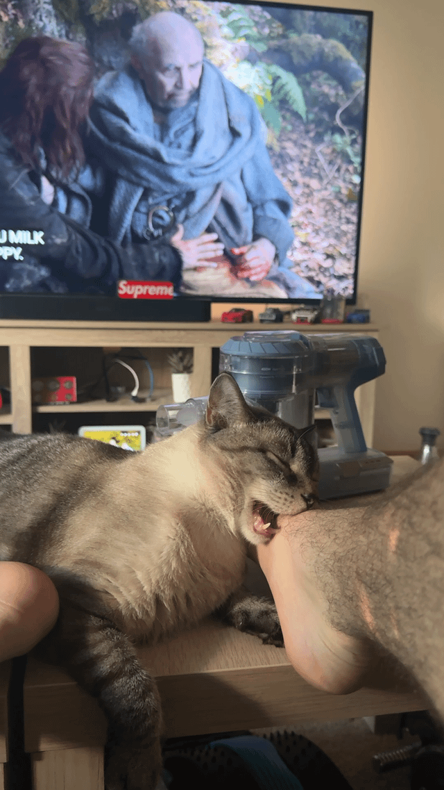 "Unlikely Affection: How My Cat’s Adorable Foot-Biting Nap Turned Into a Stunning Surprise!"