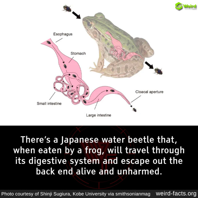 "Unseen Journey: The Japanese Water Beetle's Astonishing Adventure Inside a Frog's Gut"