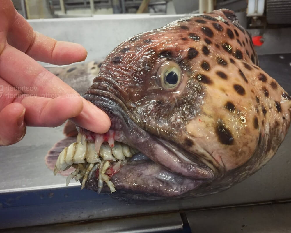 "Unveiling the Ocean's Mysteries: A Deep Sea Fisherman's Twitter Reveals Unthinkable Creatures!"