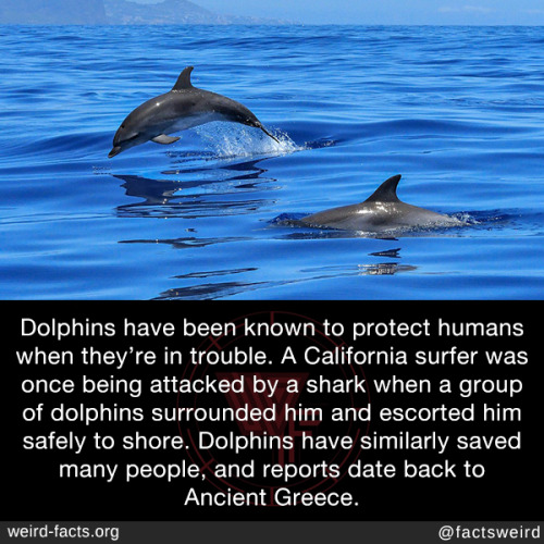 "Unveiling the Secret Alliance: How Dolphins Become Unexpected Guardians of Humans!"