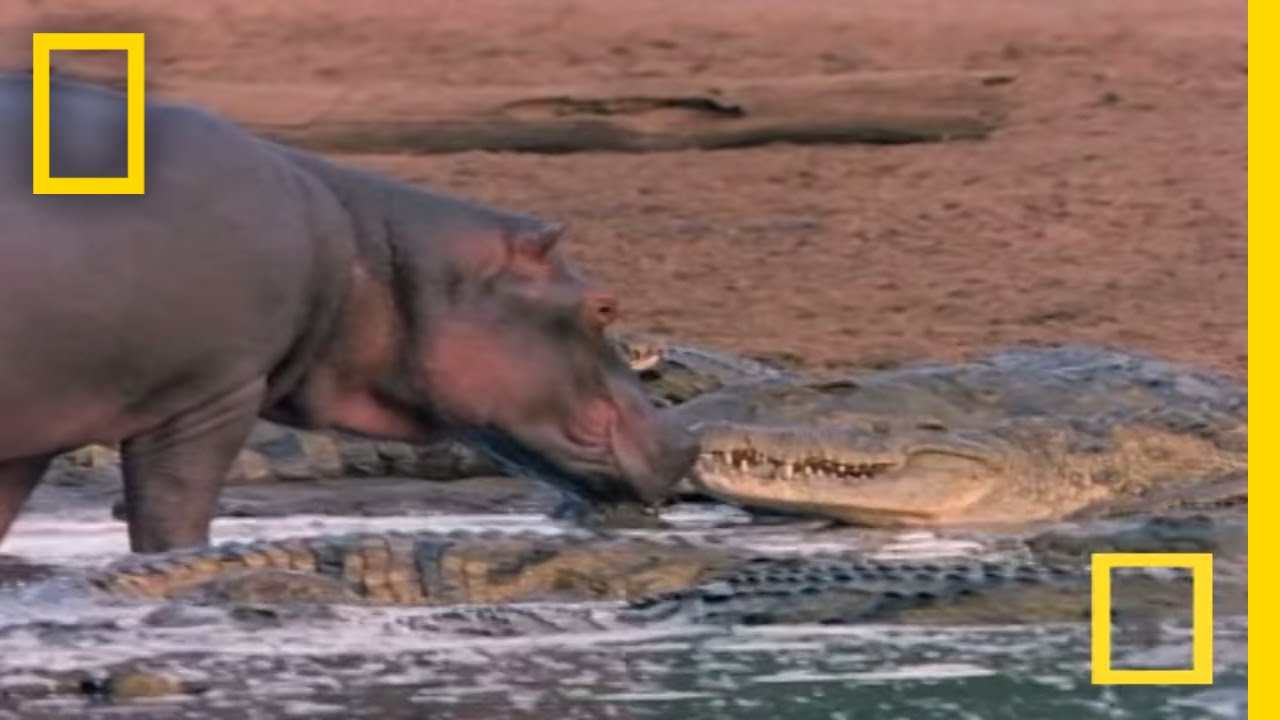 "Watch What Happens When a Playful Hippo Mistakes Crocodiles for Friends: A Wild Encounter!"