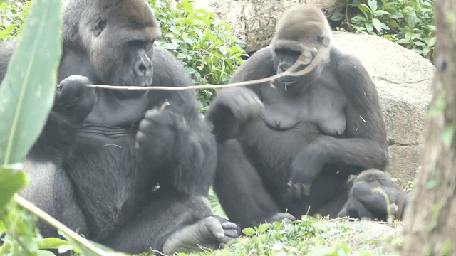 "Behind the Vines: Discover the Surprising Struggles of a Gorilla Couple's Love Life!"