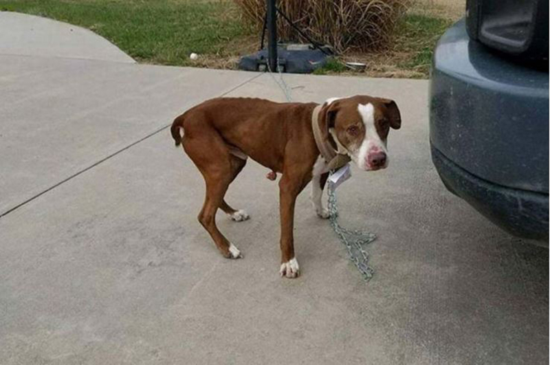 "Lost Love: How a Woman's Abandoned Dog Found an Unexpected Journey Home Over 1,000 Miles Away"