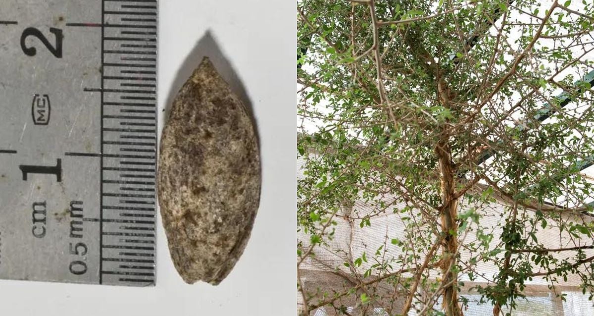 "Resurrecting the Past: Ancient Biblical Tree Sprouts from 2,000-Year-Old Seed Unearthed in the Judean Desert!"