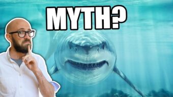 "Swimming or Sinking: The Shocking Truth About Sharks and Their Survival!"