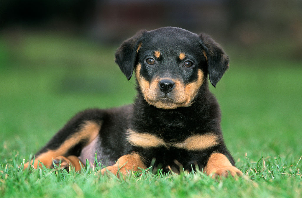 "Uncover the Hidden Challenges: 7 Dog Breeds That Might Just Surprise You with Their Demands!"