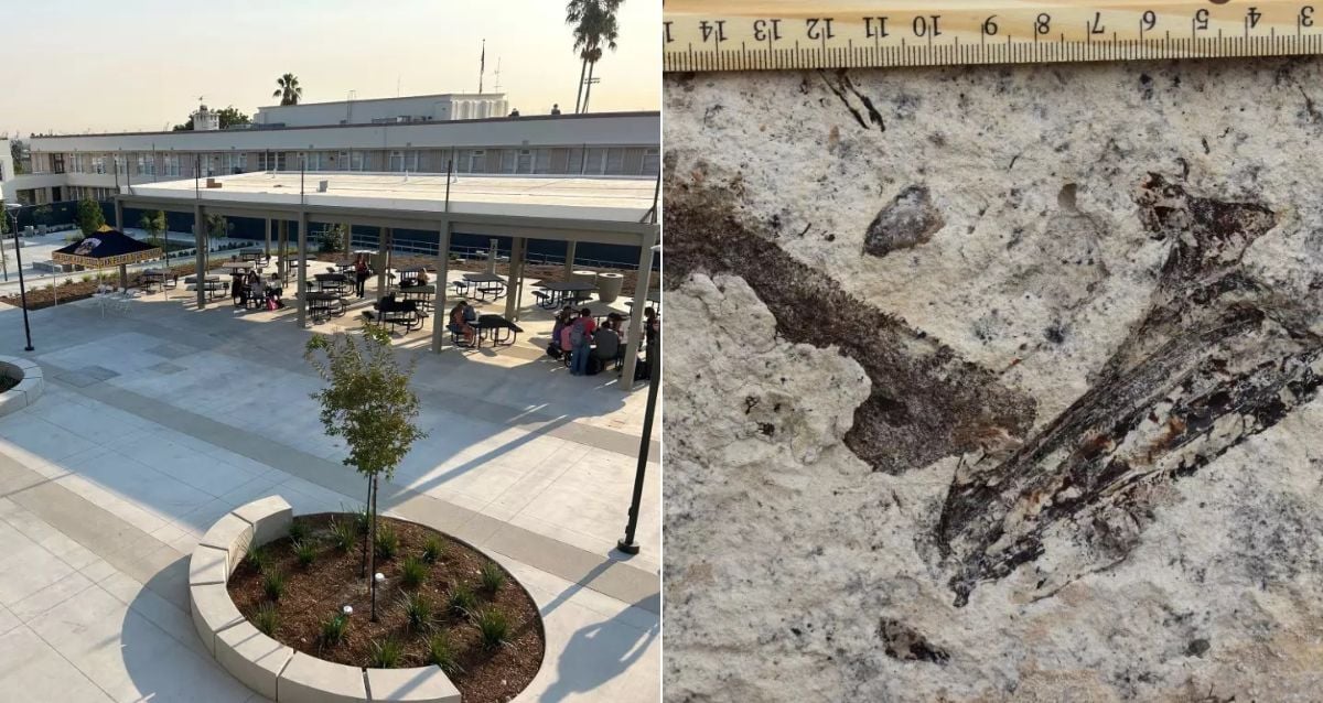 "Unearthed Treasures: LA High School Construction Uncovers a Hidden World of Prehistoric Wonders!"