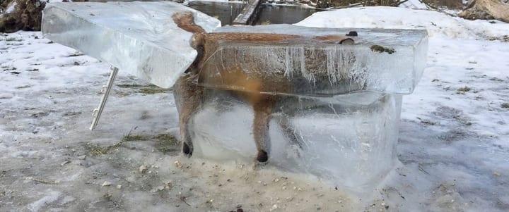 "Unlocking Nature's Secrets: What Scientists Discovered Beneath the Icy Veil Will Change Everything We Know!"