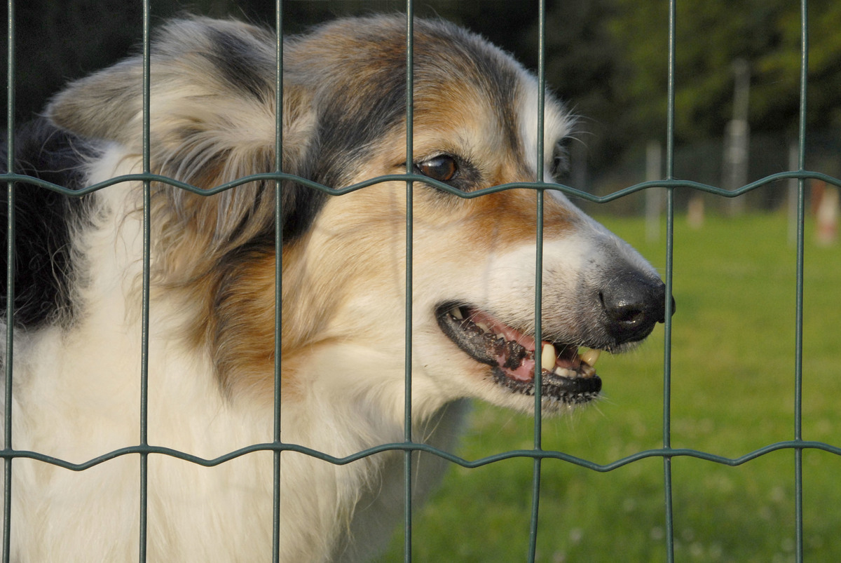 "Unmasking Canine Strength: Which Popular Breeds Hide a Tame Exterior Underneath Their Aggressive Reputation?"