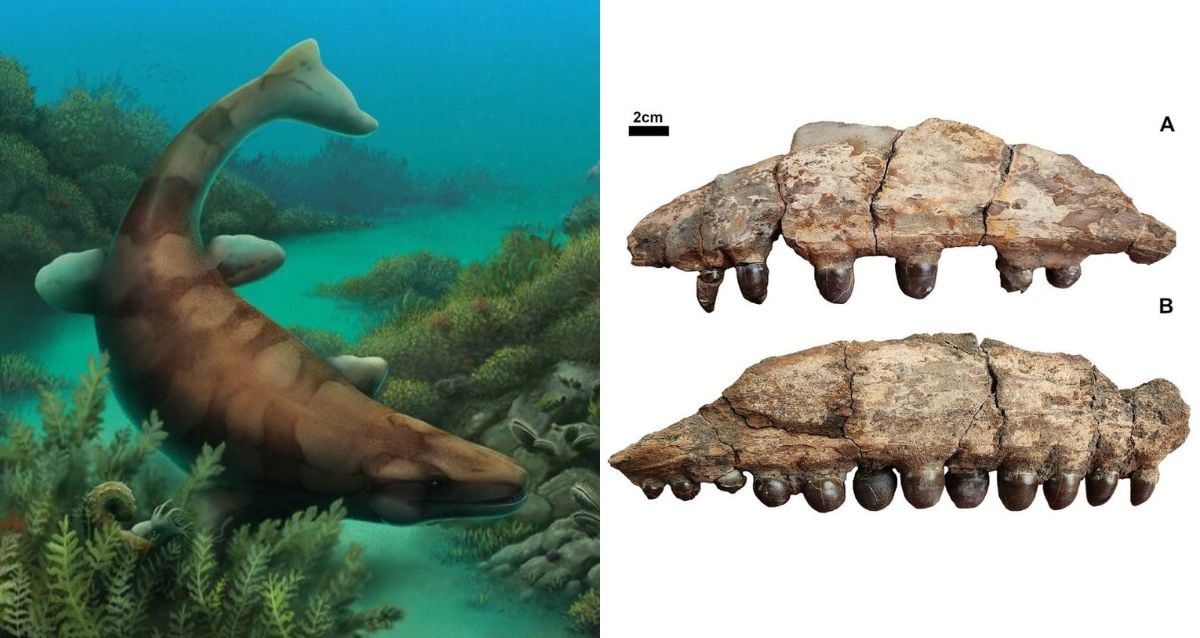 "Unveiling Texas' Deep Secrets: Fossil Hunter Discovers Jaw of a Legendary 'Sea Monster'—What Lies Beneath?"