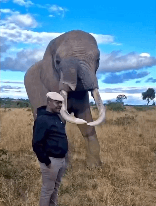 "Watch This Sneaky Elephant's Hilarious Hat Heist—You Won't Believe the Twist!"