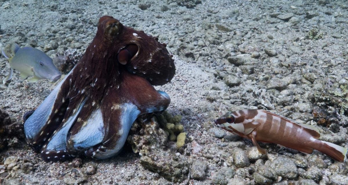 "Behind the Depths: The Shocking Secret of Octopus Pack Behavior and Their Fist-Fighting Fish Partners"