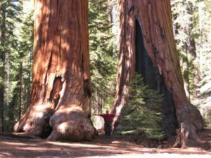 "Discover the Ancient Guardians: Unveiling the Secrets of the 8 Oldest Trees on Earth!"