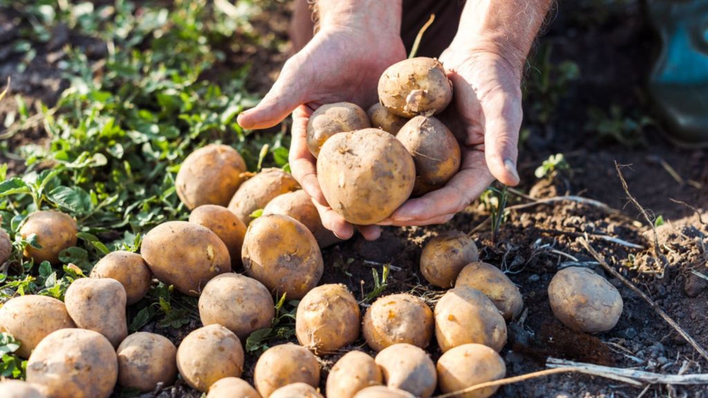 "Discover the Surprising Foods That Sustained Families Through the Great Depression's Harshest Days!"