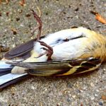 "Encounter with Mortality: How a Fallen Bird Sparked a Man's Reflections on Life and Fragility"