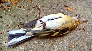 "Encounter with Mortality: How a Fallen Bird Sparked a Man's Reflections on Life and Fragility"