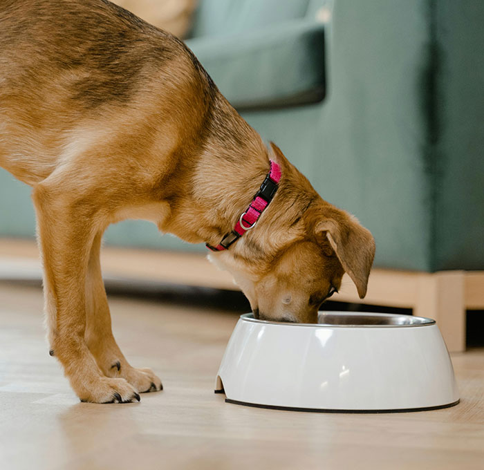 "From Snack to Spectacle: The Hilarious Tale of a Dog's Colorful Bathroom Surprise!"