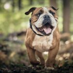 "Unlock the Secrets to a Healthy Pup: 5 Surprising Tips to Manage Your Dog's Weight!"